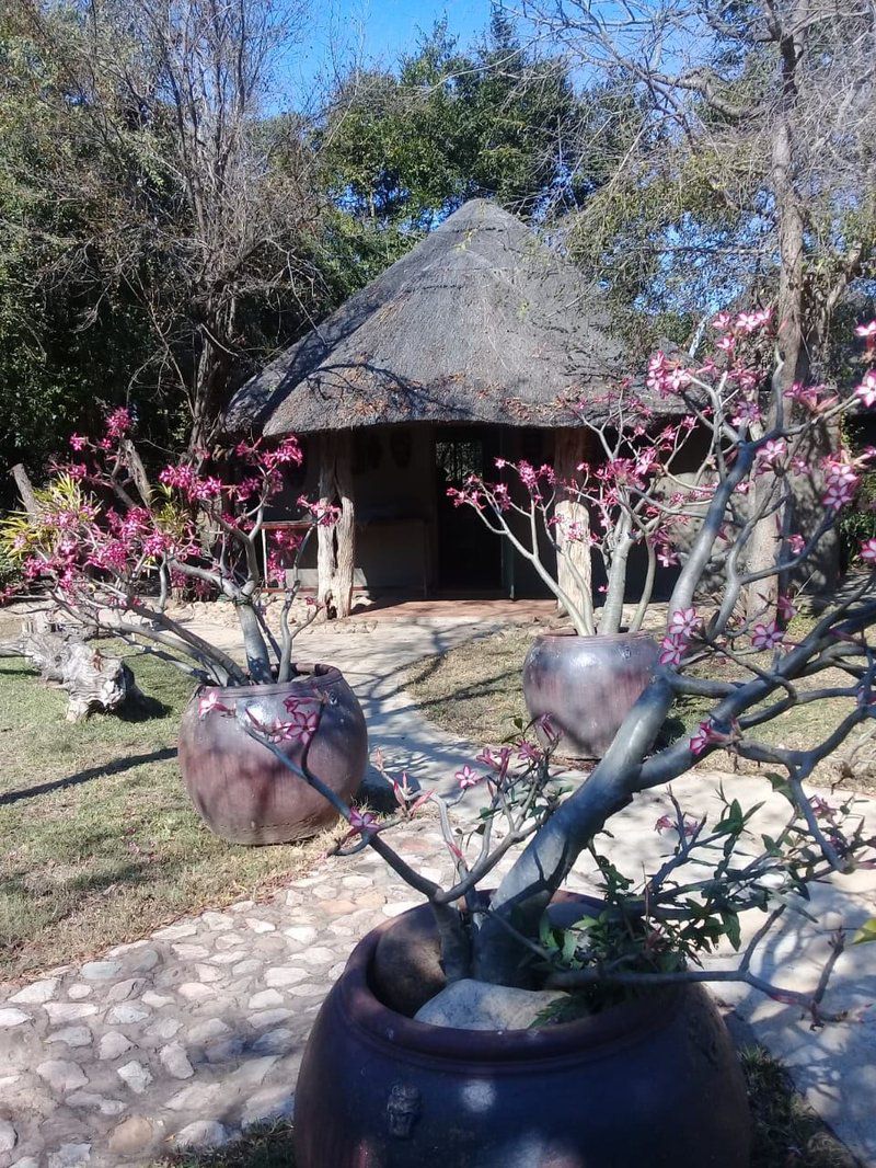 Leydsdorp Hotel Kapiri Hills Gravelotte Limpopo Province South Africa Plant, Nature