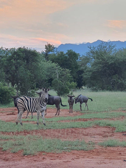 Leydsdorp Hotel Kapiri Hills Gravelotte Limpopo Province South Africa Zebra, Mammal, Animal, Herbivore