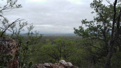 Leydsdorp Hotel Kapiri Hills Gravelotte Limpopo Province South Africa Forest, Nature, Plant, Tree, Wood