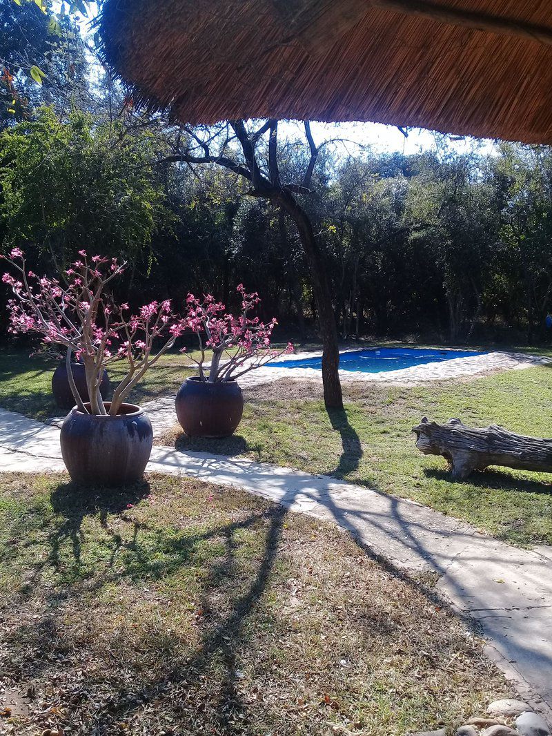 Leydsdorp Hotel Kapiri Hills Gravelotte Limpopo Province South Africa Palm Tree, Plant, Nature, Wood, Garden, Swimming Pool