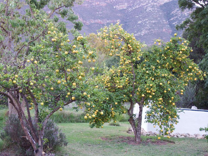 Kapteinskloof Guest House Piketberg Western Cape South Africa Tree, Plant, Nature, Wood