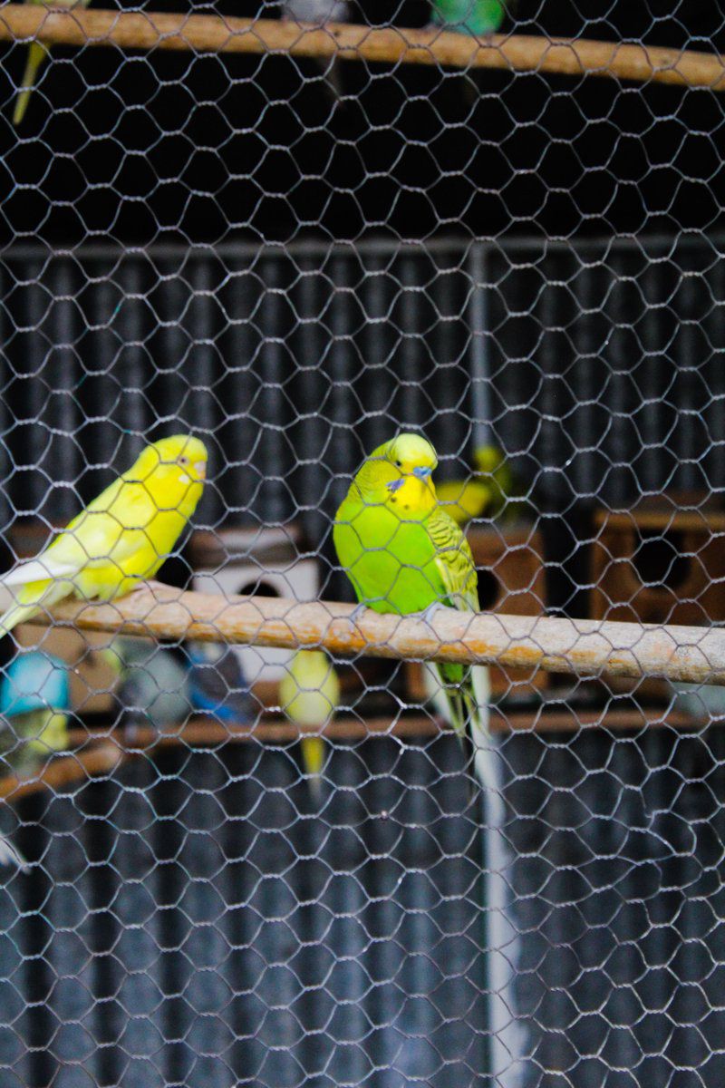 Karee Guesthouse Hopetown Northern Cape South Africa Bird, Animal