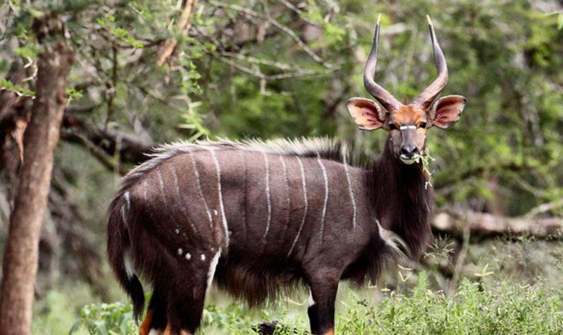 Karee Krans Rustenburg North West Province South Africa Animal