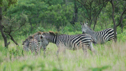 Karee Krans Rustenburg North West Province South Africa Zebra, Mammal, Animal, Herbivore