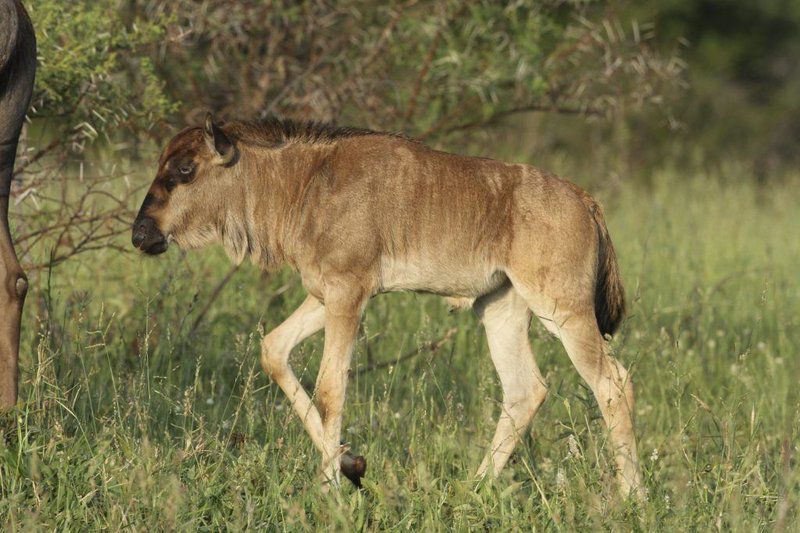 Karee Krans Rustenburg North West Province South Africa Sepia Tones, Animal