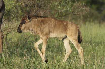 Karee Krans Rustenburg North West Province South Africa Sepia Tones, Animal