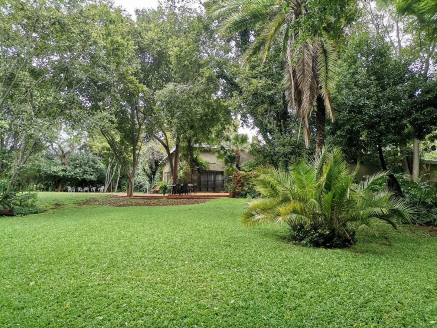 Karee Laagte Roodeplaat Pretoria Tshwane Gauteng South Africa Palm Tree, Plant, Nature, Wood, Garden
