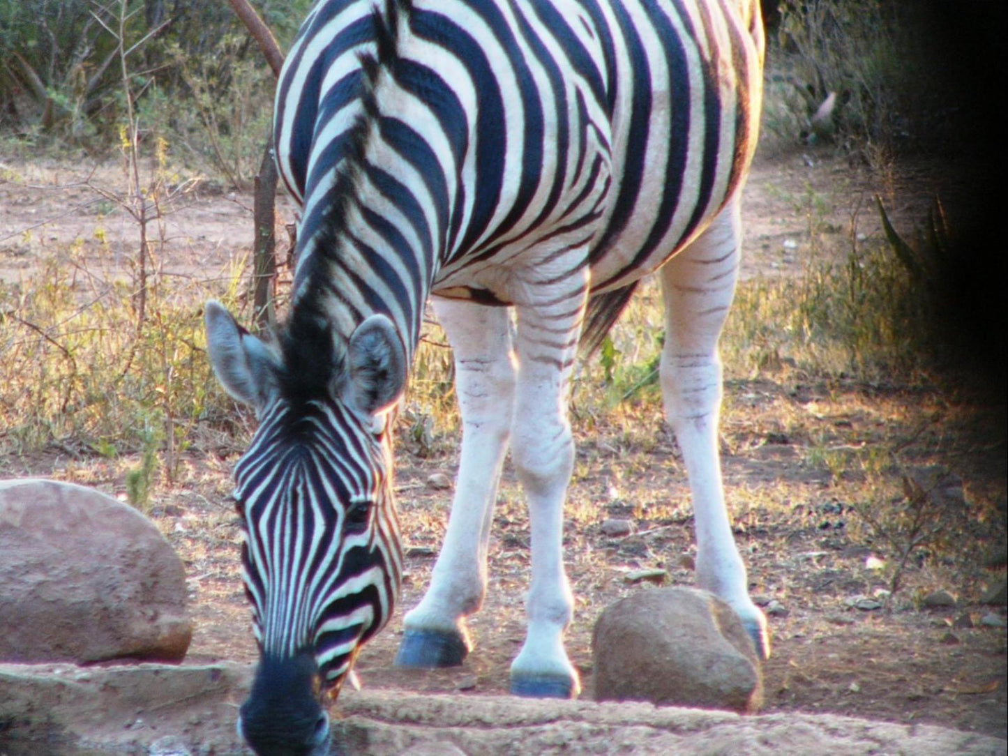 Zebra Self-catering Unit @ Kareekloof Game Farm