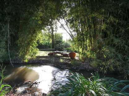 Karen Gables, Boat, Vehicle, River, Nature, Waters, Tree, Plant, Wood, Garden