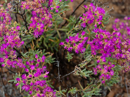 Karoo 62 Escape, Plant, Nature