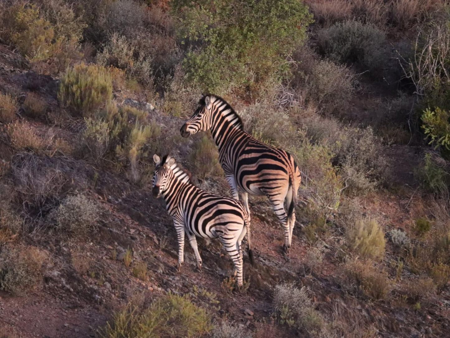 Karoo 62 Escape, Zebra, Mammal, Animal, Herbivore