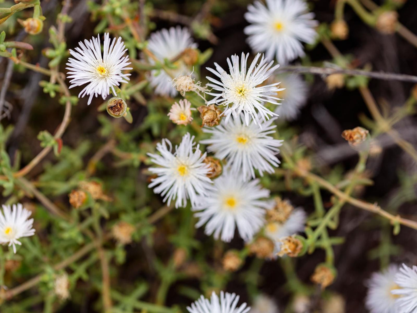 Karoo 62 Escape, Daisy, Flower, Plant, Nature