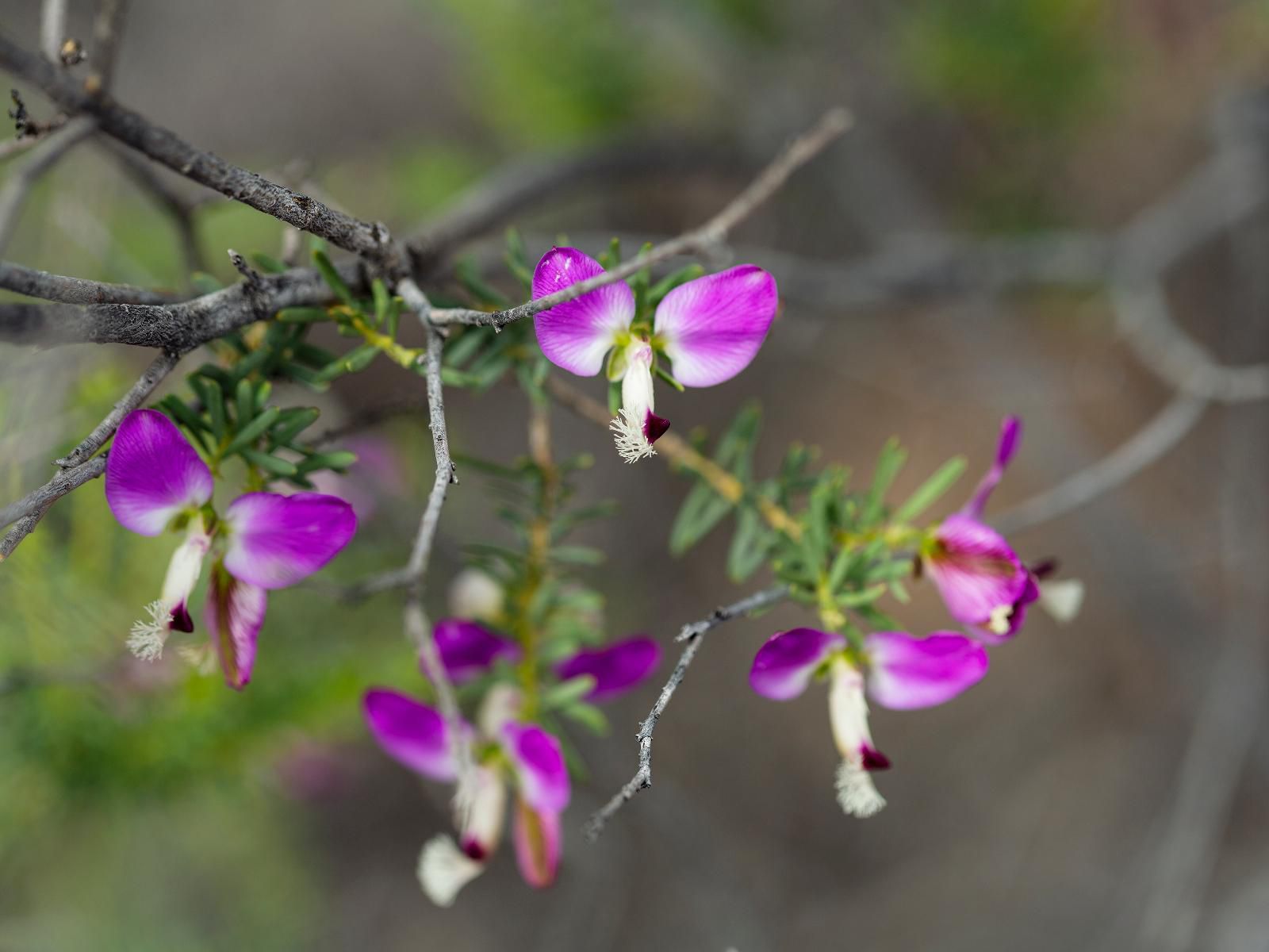 Karoo 62 Escape, Blossom, Plant, Nature, Orchid, Flower