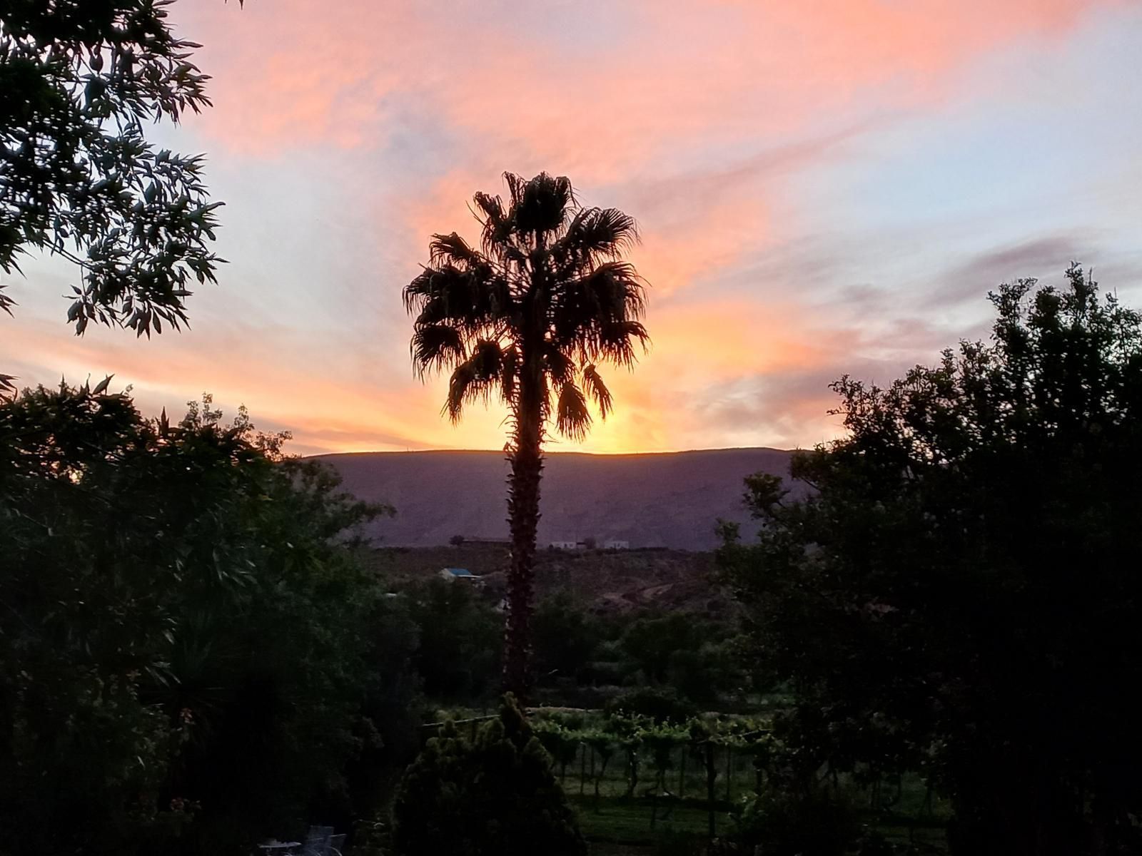 Karoo Life Bed & Breakfast, Palm Tree, Plant, Nature, Wood, Sky, Sunset