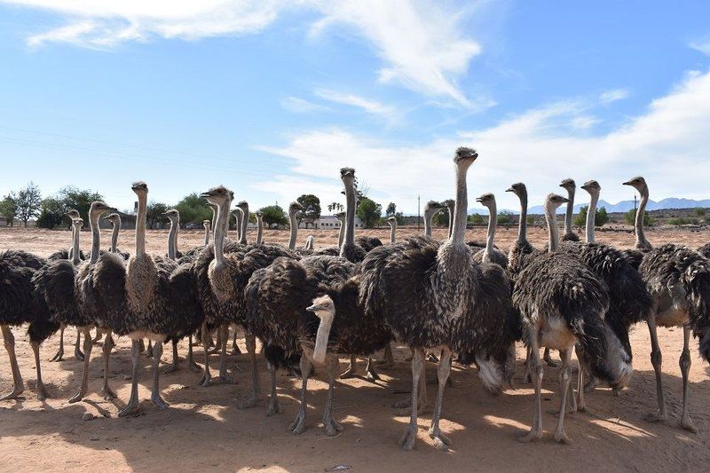 Karoo Living Oudtshoorn Western Cape South Africa Ostrich, Bird, Animal, Camel, Mammal, Herbivore