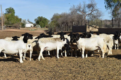 Karoo Living Oudtshoorn Western Cape South Africa Cow, Mammal, Animal, Agriculture, Farm Animal, Herbivore, Goat