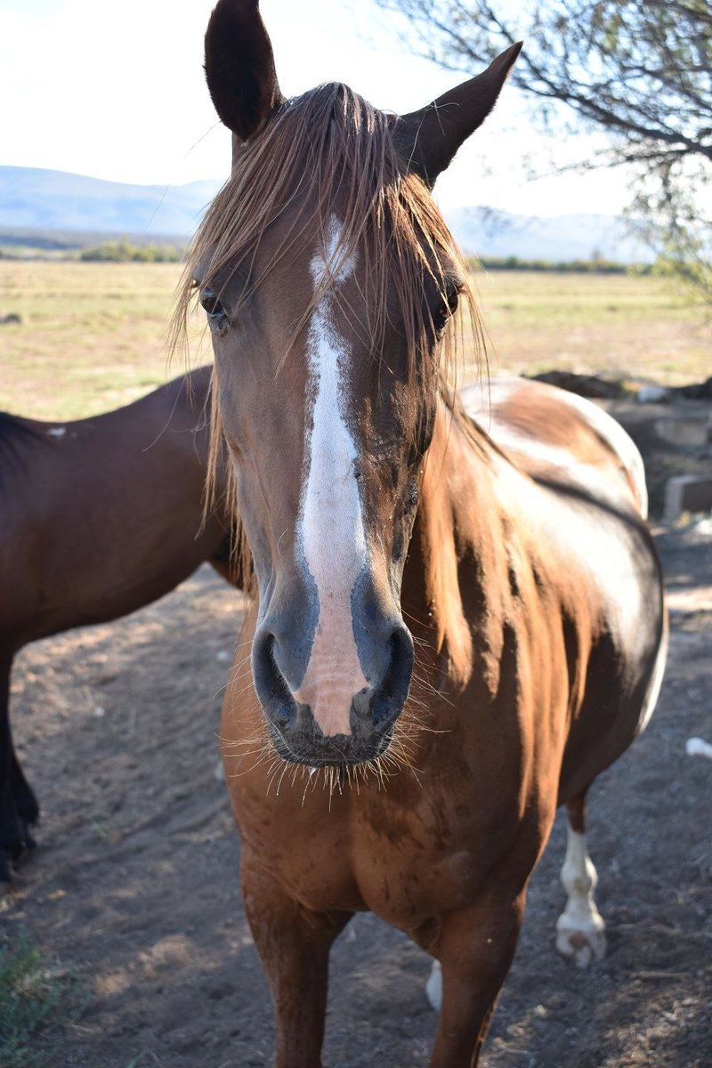 Karoo Living Oudtshoorn Western Cape South Africa Horse, Mammal, Animal, Herbivore