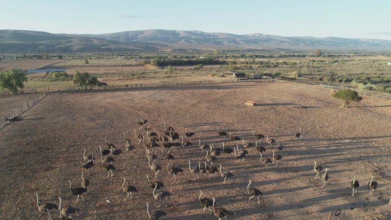 Karoo Living Oudtshoorn Western Cape South Africa Bird, Animal, Cactus, Plant, Nature, Field, Agriculture, Ruin, Architecture, Desert, Sand, Lowland