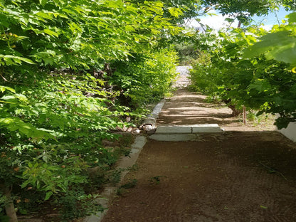 Karoo Manor Richmond Northern Cape Northern Cape South Africa Colorful, Forest, Nature, Plant, Tree, Wood, Leading Lines