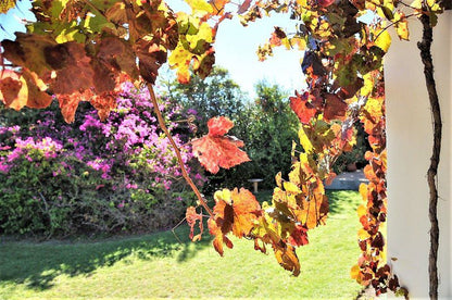 Karoo Lodge B And B Prince Albert Western Cape South Africa Leaf, Plant, Nature, Tree, Wood, Autumn