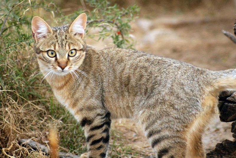 Karoo Pred A Tours Cradock Eastern Cape South Africa Cat, Mammal, Animal, Pet