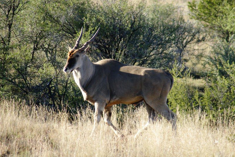 Karoo Pred A Tours Cradock Eastern Cape South Africa Animal