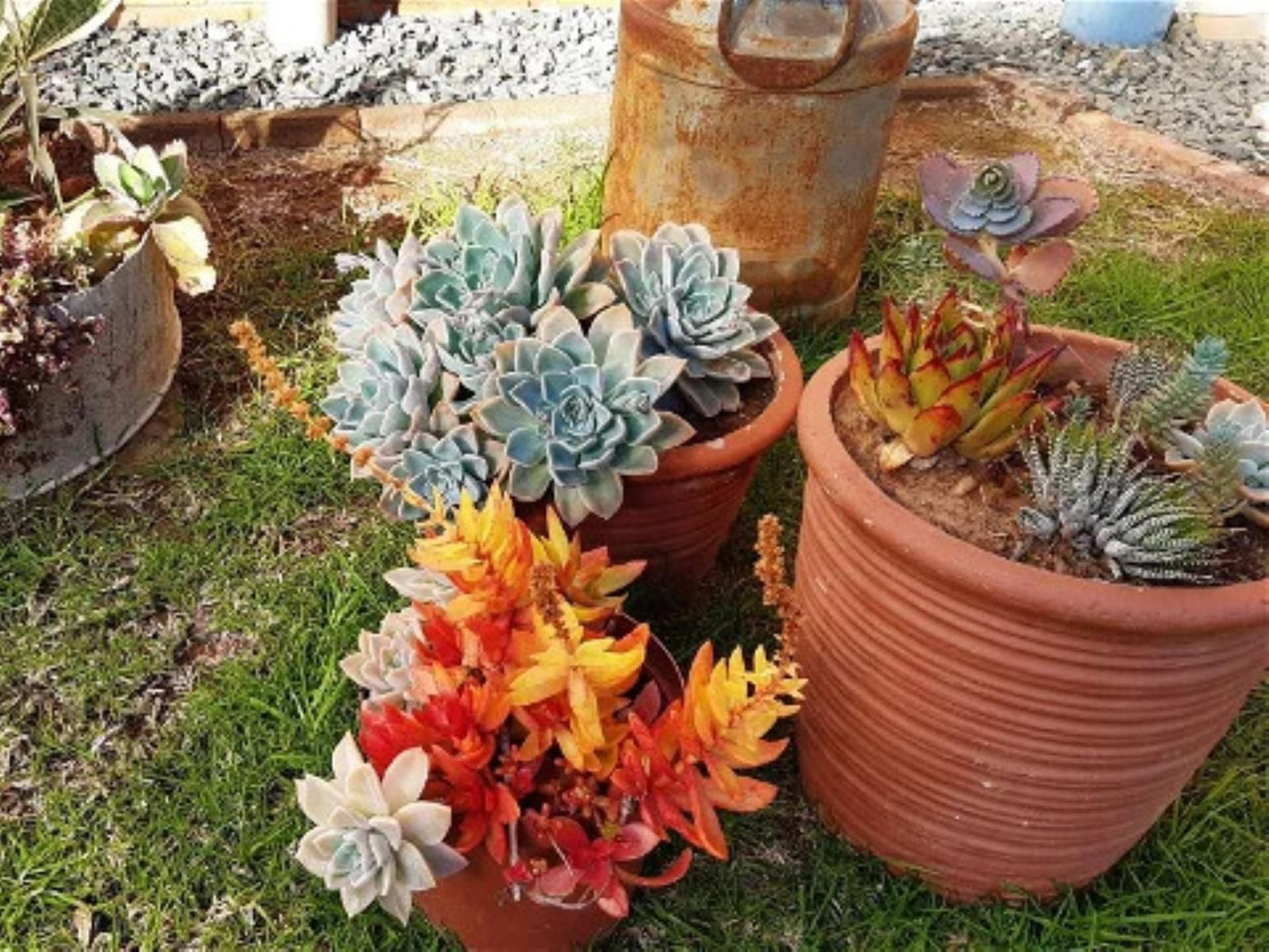 Karoo Sun Guest House Oudtshoorn Western Cape South Africa Plant, Nature, Garden