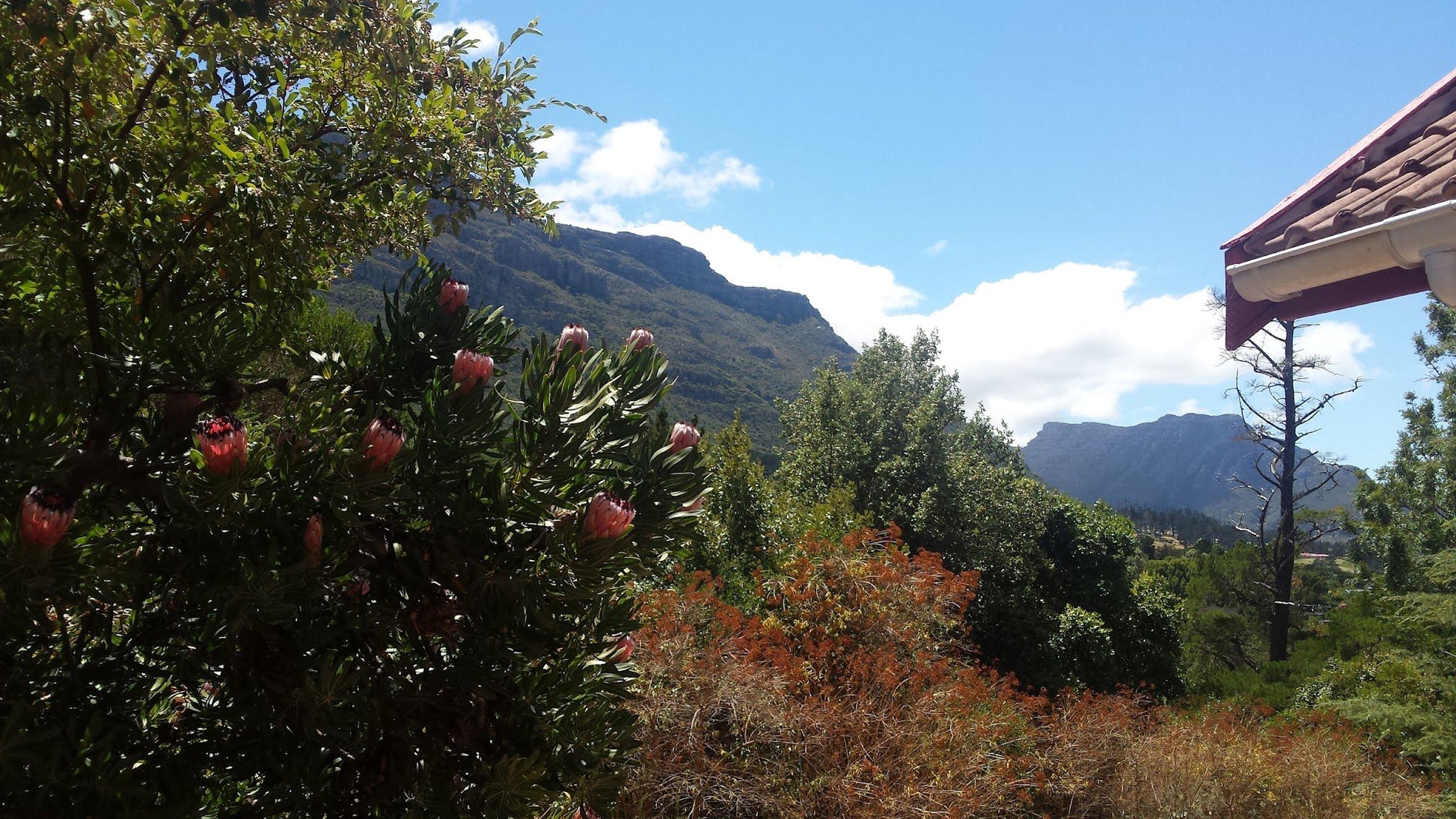 Karrad Guest House Hout Bay Cape Town Western Cape South Africa Mountain, Nature, Tree, Plant, Wood, Highland