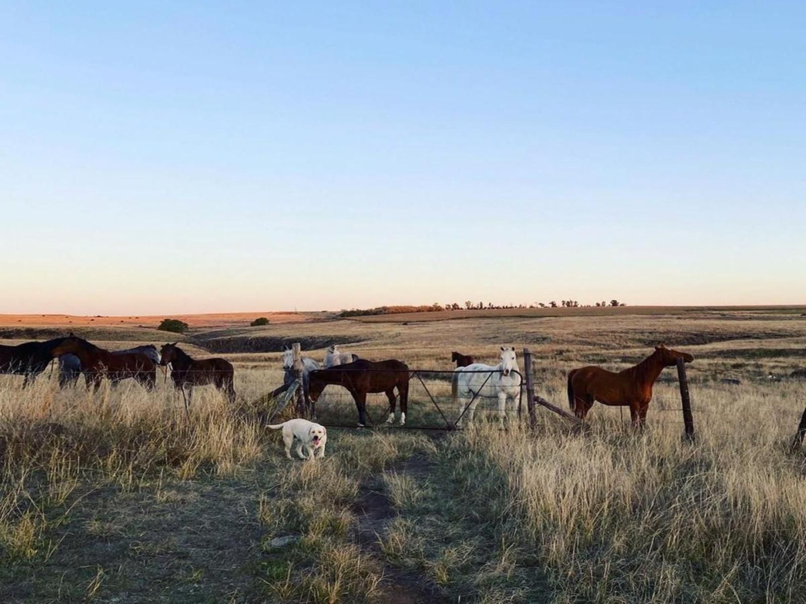 Kasteelkop Guestfarm, Cow, Mammal, Animal, Agriculture, Farm Animal, Herbivore, Horse, Lowland, Nature