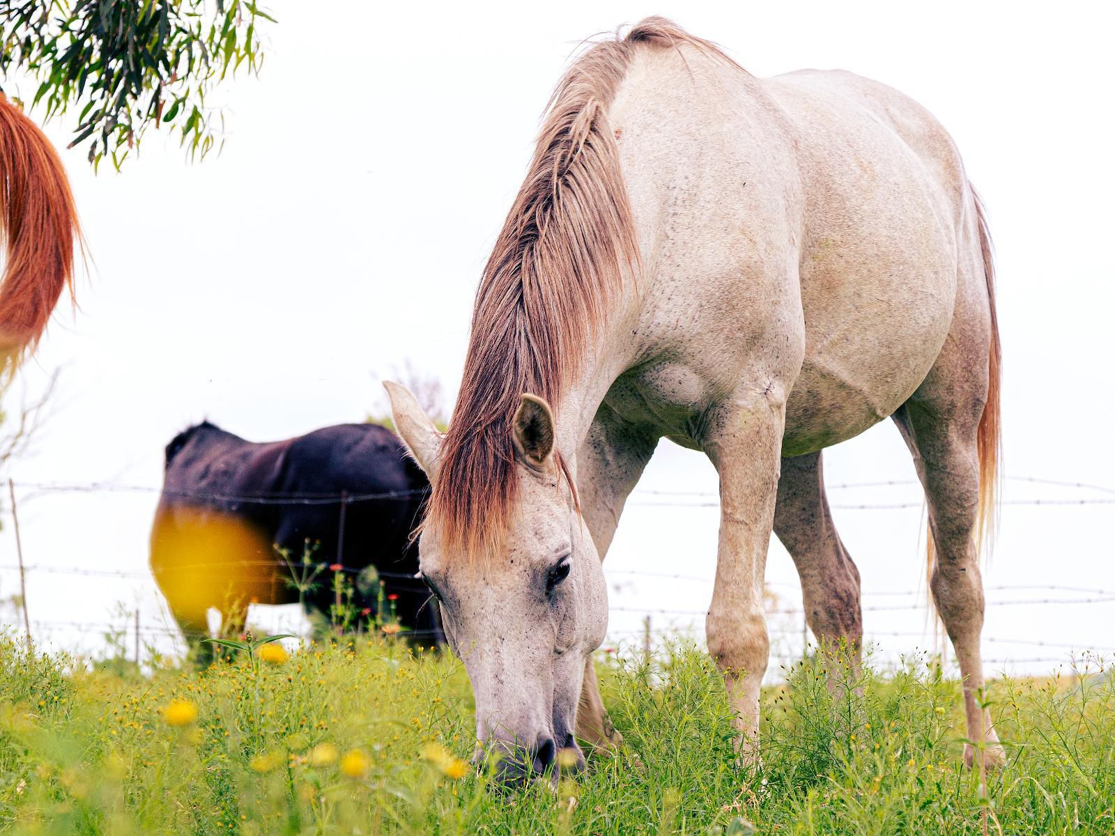 Kasteelkop Guestfarm, Horse, Mammal, Animal, Herbivore