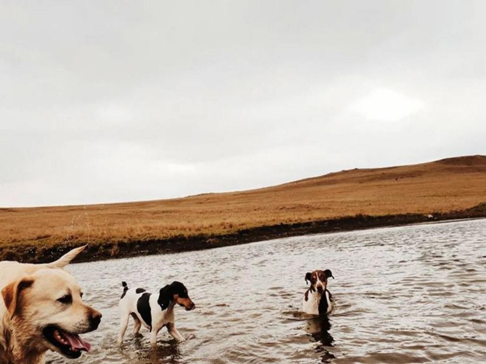 Kasteelkop Guestfarm, Dog, Mammal, Animal, Pet