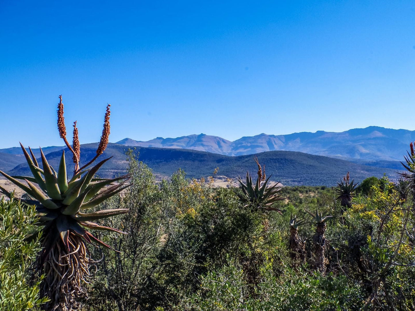 Katberg Mountain Resort And Hotel Katberg Eastern Cape South Africa Cactus, Plant, Nature