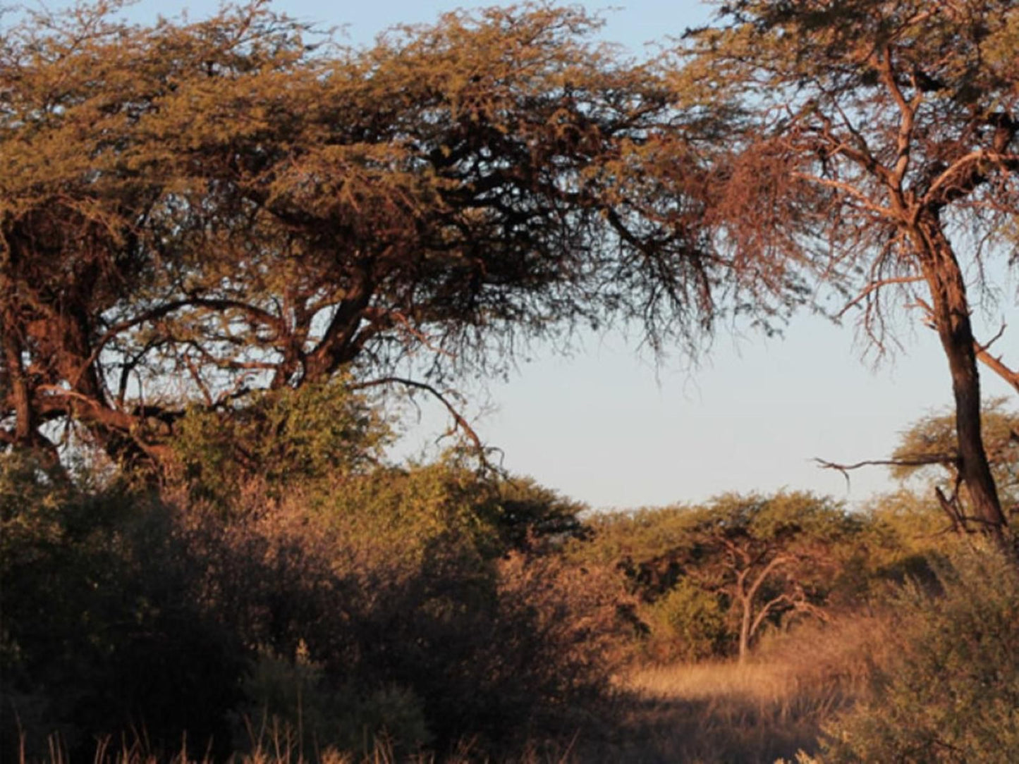 Kathumzi Bed And Breakfast Kathu Northern Cape South Africa Tree, Plant, Nature, Wood