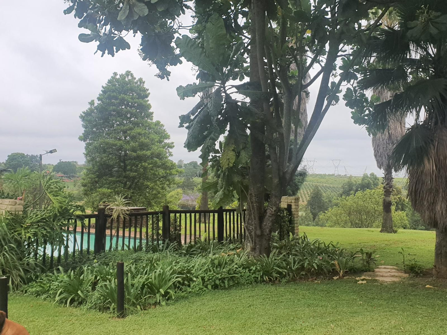 Katikati Eco Lodge, Palm Tree, Plant, Nature, Wood, Tree