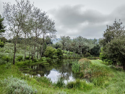 Katrinasrust Country Estate Machadodorp Mpumalanga South Africa River, Nature, Waters, Tree, Plant, Wood