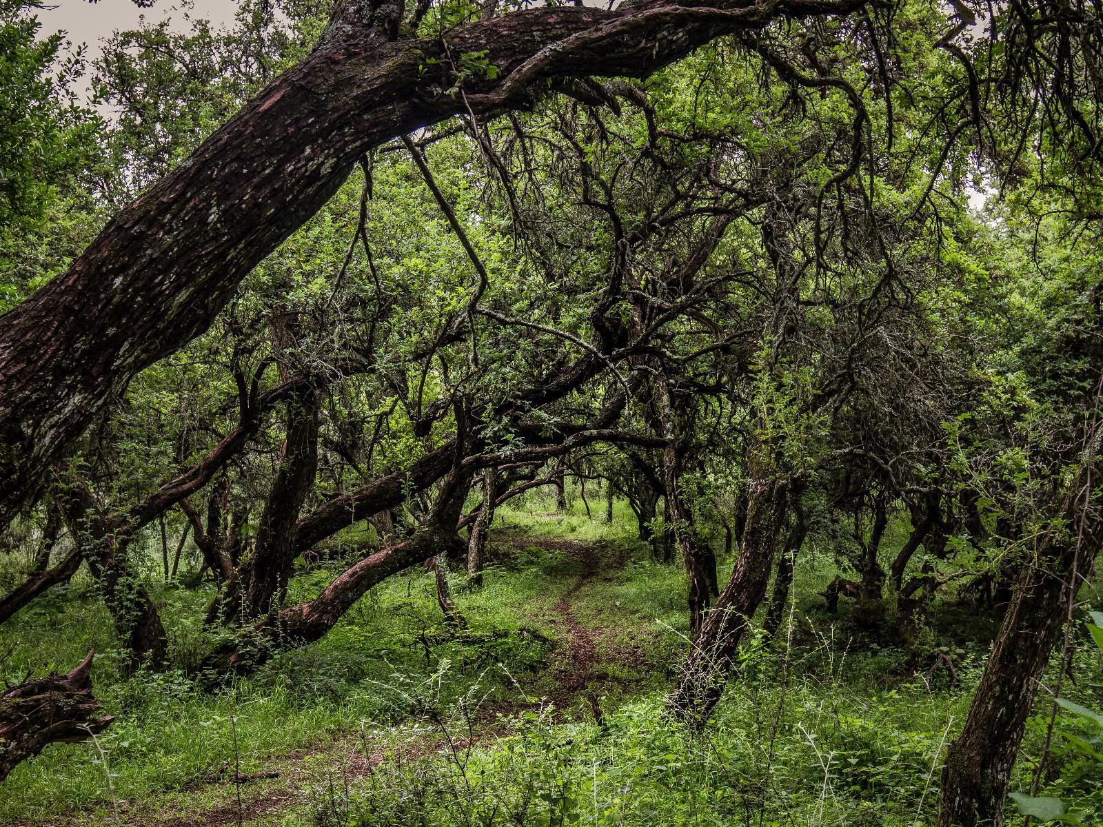 Katrinasrust Country Estate Machadodorp Mpumalanga South Africa Forest, Nature, Plant, Tree, Wood