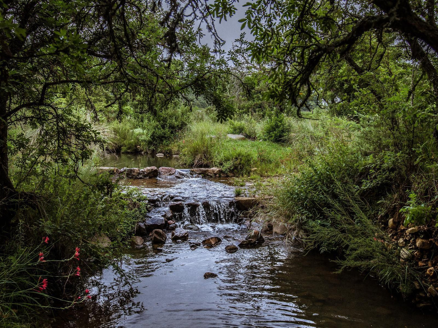 Katrinasrust Country Estate Machadodorp Mpumalanga South Africa Forest, Nature, Plant, Tree, Wood, River, Waters