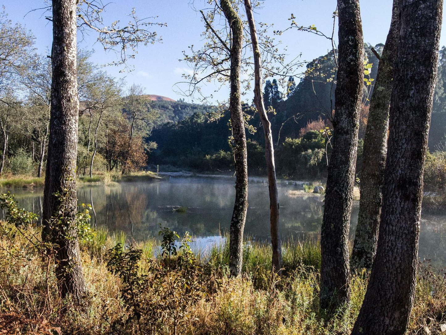 Katrinasrust Country Estate Machadodorp Mpumalanga South Africa Forest, Nature, Plant, Tree, Wood, Lake, Waters, River