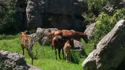 Kattekwaad Accommodation Kaapsehoop Mpumalanga South Africa Horse, Mammal, Animal, Herbivore