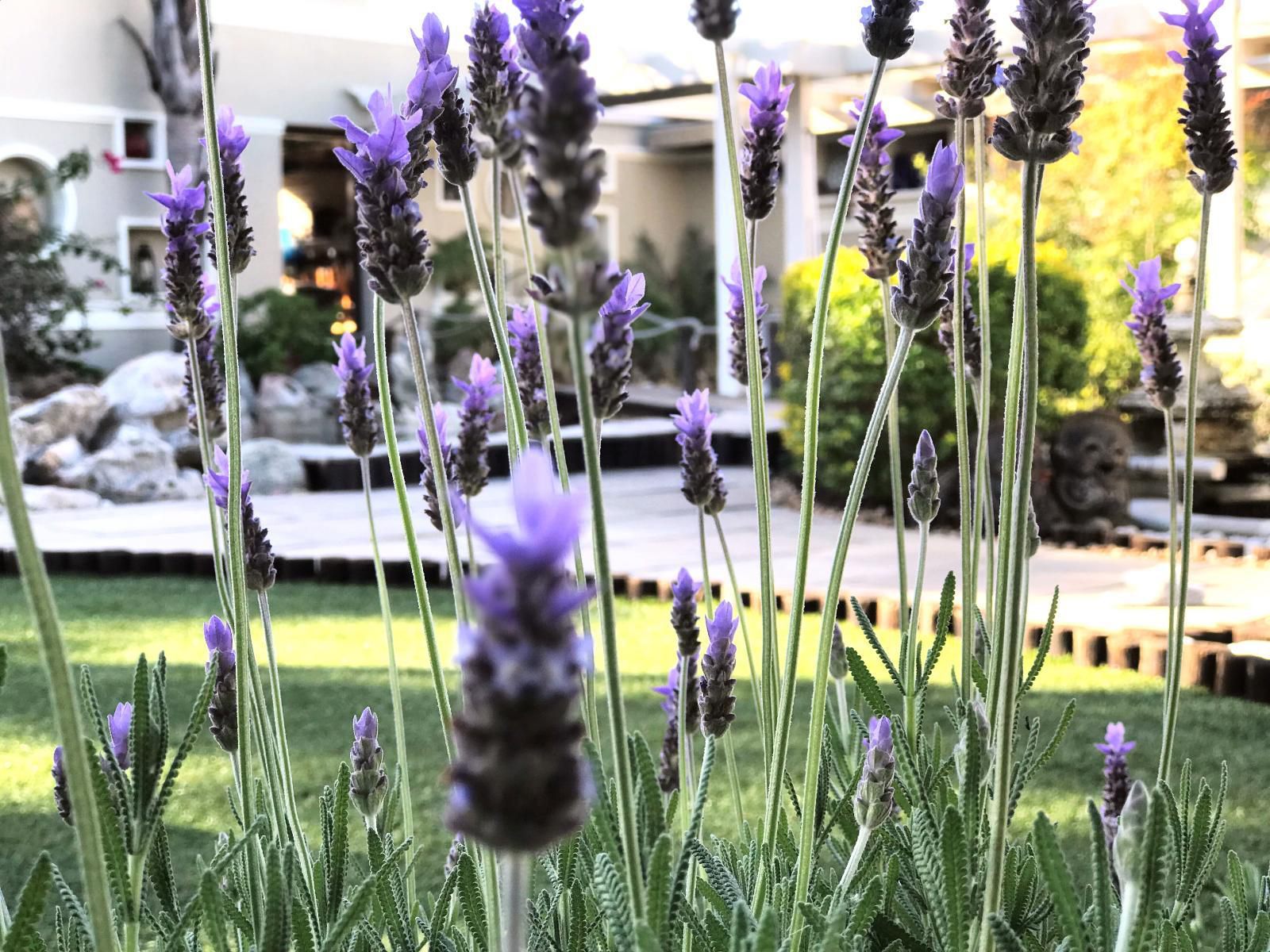 Kaya La Provence Plumstead Cape Town Western Cape South Africa Lavender, Nature, Plant, Garden