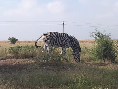 Kayanzee Lodge Parys Free State South Africa Zebra, Mammal, Animal, Herbivore