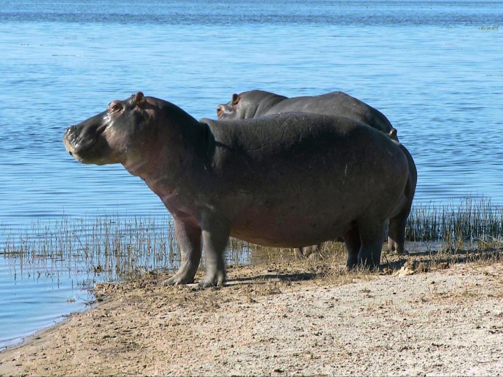 Kayova River Lodge, Animal