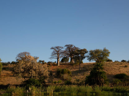 Kayova River Lodge, Tree, Plant, Nature, Wood, Lowland