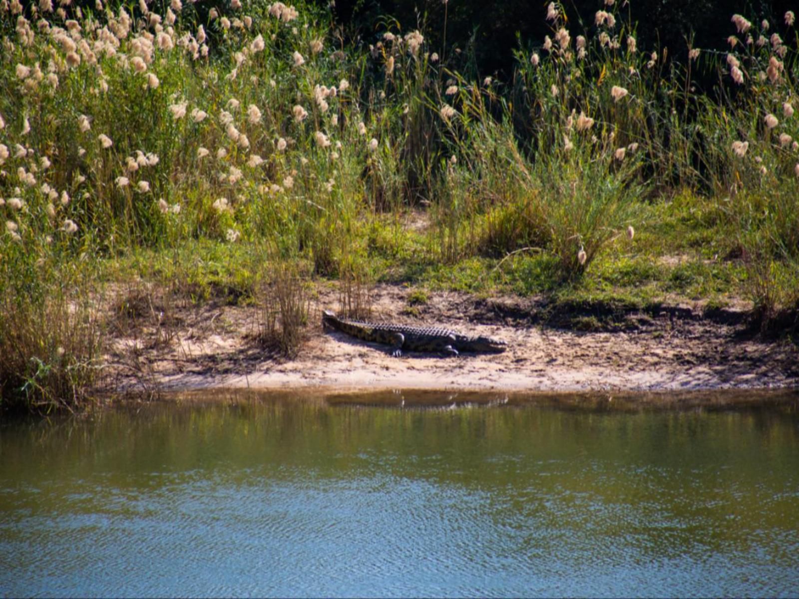 Kayova River Lodge, Crocodile, Reptile, Animal, Predator, River, Nature, Waters