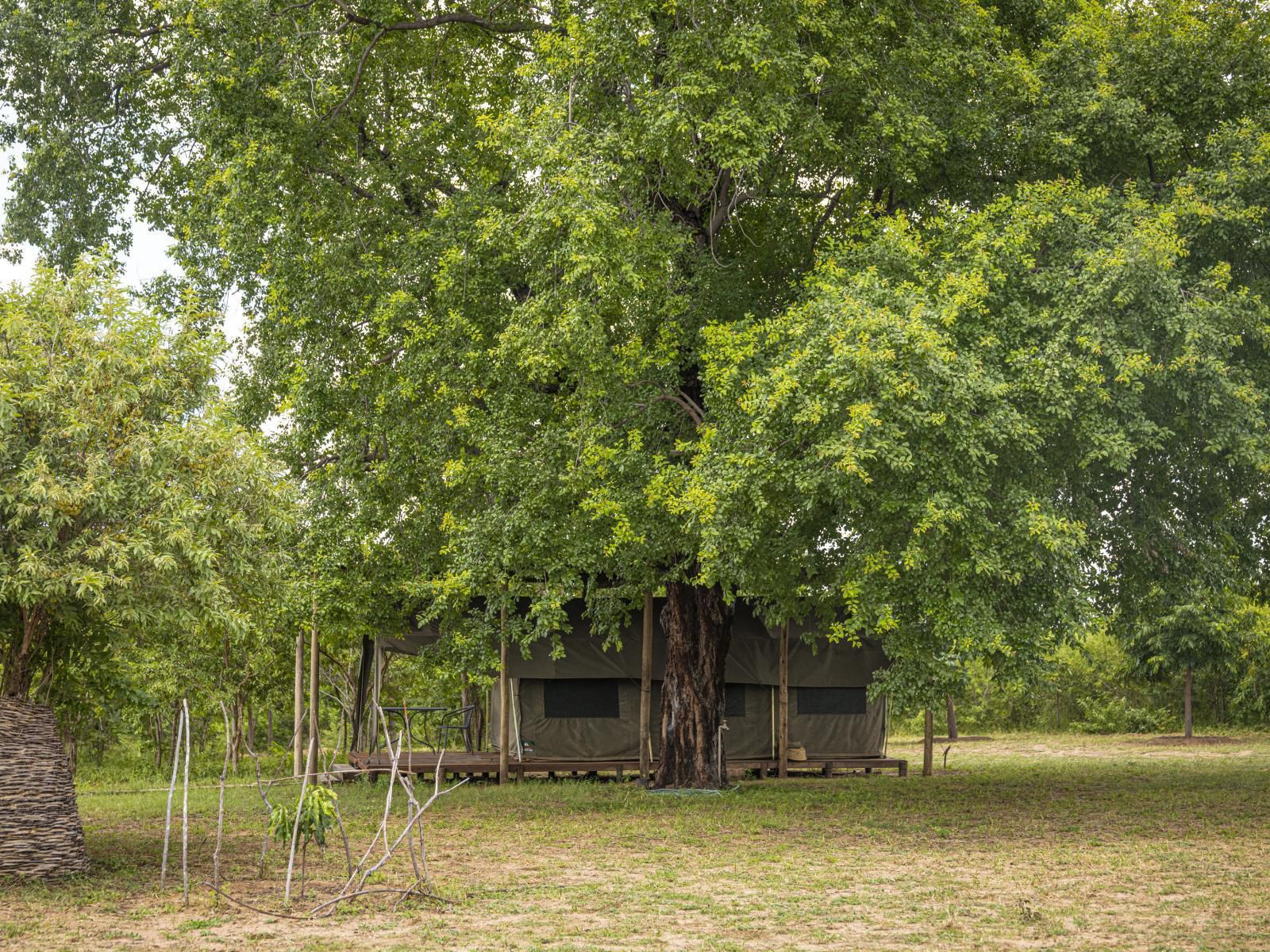 Kazondwe Camp And Lodge, Tented Accommodation, Tree, Plant, Nature, Wood