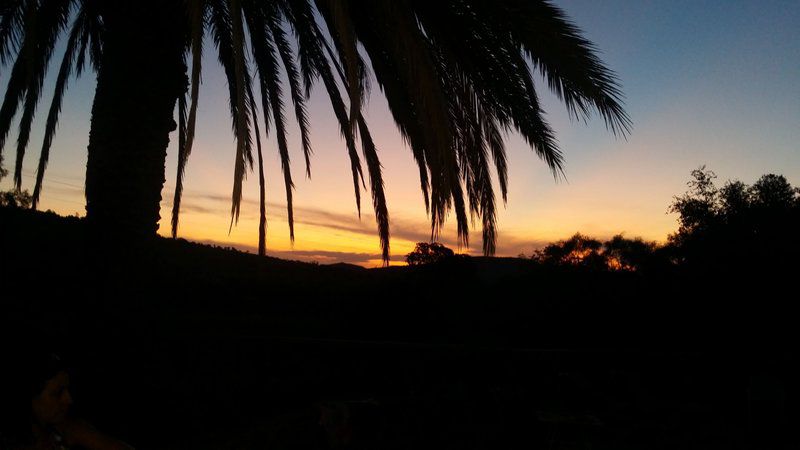 Kearneys Guest Farm Groot Marico North West Province South Africa Palm Tree, Plant, Nature, Wood, Sky, Framing, Sunset