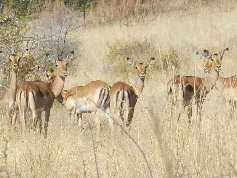 Kearneys Guest Farm Groot Marico North West Province South Africa Sepia Tones, Deer, Mammal, Animal, Herbivore