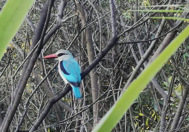 Kearneys Guest Farm Groot Marico North West Province South Africa Unsaturated, Kingfisher, Bird, Animal