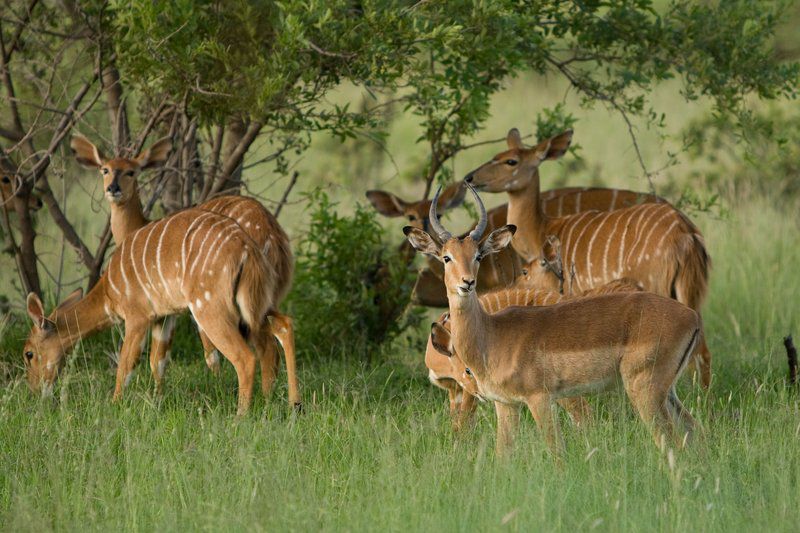 Kedar Heritage Lodge Rustenburg North West Province South Africa Deer, Mammal, Animal, Herbivore