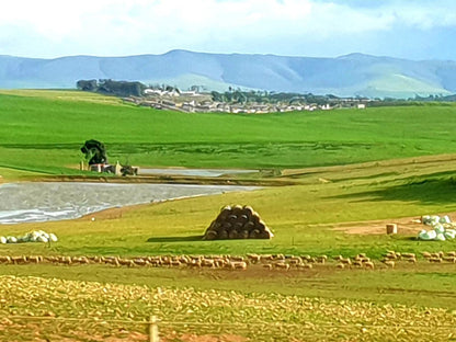 Kelkiewyn Guest House Caledon Caledon Western Cape South Africa Complementary Colors, Field, Nature, Agriculture, Mountain, Highland